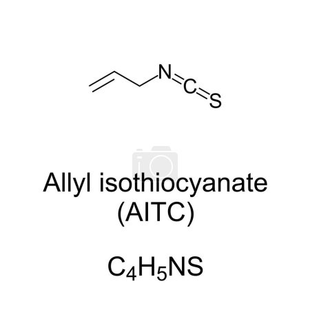 Illustration for Allyl isothiocyanate, chemical formula and structure. Colorless oil, responsible for pungent taste and lachrymatory effect of Cruciferous vegetables such as mustard, radish, horseradish, and wasabi. - Royalty Free Image