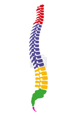 Téléchargez les illustrations : Régions de la colonne vertébrale humaine, également appelées colonne vertébrale ou colonne vertébrale. Partie centrale du squelette axial avec 4 courbes. Les 5 régions sont cervicales, thoraciques et lombaires, plus le sacrum et le coccyx. - en licence libre de droit