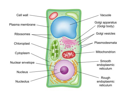 Illustration for Plant cell structure, cross section, with legend. Schematic diagram of the components of plant cells, photosynthetic eukaryotes, with technical terms in english. Isolated illustration over white. - Royalty Free Image