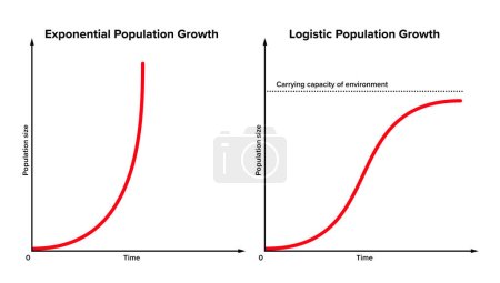 Exponentielles versus logistisches Bevölkerungswachstum. In Wirklichkeit lässt sich anfängliches exponentielles Wachstum oft nicht ewig aufrechterhalten. Nach einiger Zeit wird sie durch externe oder Umweltfaktoren verlangsamt. Vektor