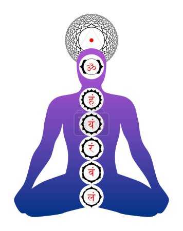Illustration for Position of the main chakras in the body. Silhouette of a body in yoga position, with symbols of seven main chakras, depicted with lotus flower petals, geometric figures and seed syllables in Sanskrit. - Royalty Free Image