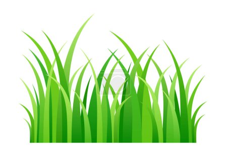 Téléchargez les illustrations : Herbe verte, illustration d'une courte bande de lames fraîches d'herbe de printemps. Vue de face des tiges vertes de chlorophylle dans une rangée, et un morceau de pelouse. Isolé sur fond blanc. Vecteur. - en licence libre de droit