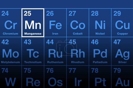 Manganelement auf dem Periodensystem. Übergangsmetall und chemisches Element mit Symbol Mn und Ordnungszahl 25. Wird für die Stahlproduktion verwendet. Wesentliches Nahrungsmittel und Mikronährstoff für den Menschen. Vektor