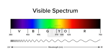 Diagramme du spectre visible, bande du spectre électromagnétique, visible à l'?il humain. La lumière peut produire des couleurs spectrales, une bande étroite de longueurs d'onde. Illustration approximative et schématique.