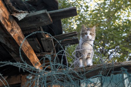 Beautiful abandoned kitten living in ruined slum looking at camera curiously. Slums are the home of street cats in Ankara.