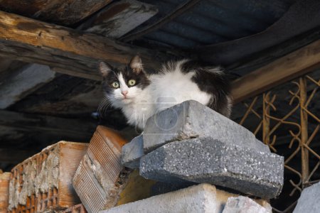 Schöne verlassene Kätzchen, die in ruinierten Slums leben und neugierig in die Kamera schauen. Slums sind die Heimat von Straßenkatzen in Ankara.