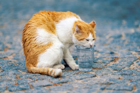 Thirsty ginger stray cat drinking water from a plastic glass on the street.