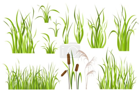 Illustration for Cane and reed plant set graphic elements in flat design. Bundle of green grass of sedge, cattail, swamp herbs, other marsh grass for wetland landscape decoration. Vector illustration isolated objects - Royalty Free Image