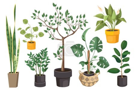 Illustration for Houseplants set graphic elements in flat design. Bundle of potted plants, monstera, ficus, callas and other different types of plant and home trees on pots. Vector illustration isolated objects - Royalty Free Image