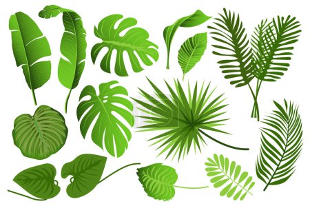 Ilustración de Tropical leaves set graphic elements in flat design. Bundle of different type exotic leaves, green jungle plants, monstera, banana and other botanical branches. Vector illustration isolated objects - Imagen libre de derechos