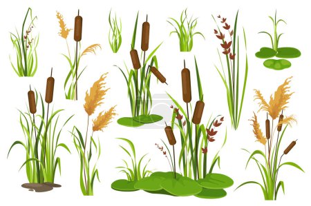 Illustration for Bulrush and water plants objects mega set in graphic flat design. Bundle elements of different types of swamp cattails, marsh reed, sedge and blooming canes. Vector illustration isolated stickers - Royalty Free Image