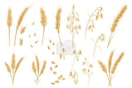 Illustration for Oats and wheat mega set in flat design. Bundle elements of gold cereal plants, ripe ears with grains. Agriculture crop and ingredient for bakery products. Vector illustration isolated graphic objects - Royalty Free Image