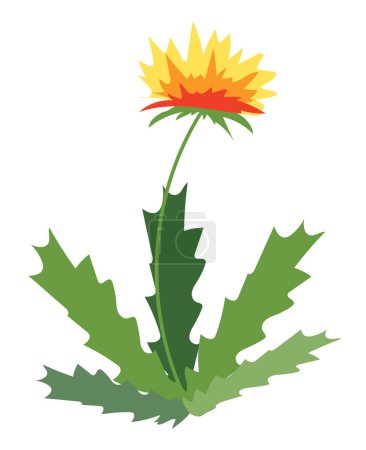 Ilustración de Planta de diente de león de diseño plano. Floreciente flor silvestre amarilla con hojas. Ilustración vectorial aislada. - Imagen libre de derechos
