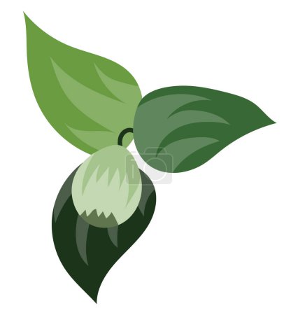 Ilustración de Higo verde en rama con hojas grandes de diseño plano. Fruta en ramita verde. Ilustración vectorial aislada. - Imagen libre de derechos
