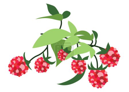 Ilustración de Rama de frambuesa con hojas de diseño plano. Bayas rojas dulces en ramita. Ilustración vectorial aislada. - Imagen libre de derechos
