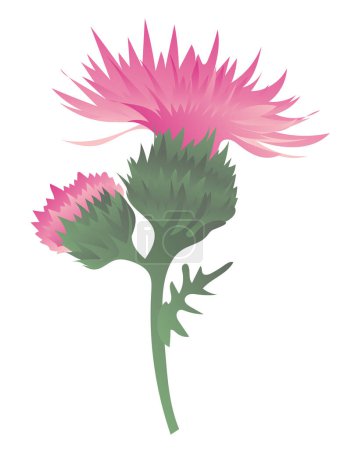 Illustration for Pink burdock flowers on twig in flat design. Thistle with green leaf. Vector illustration isolated. - Royalty Free Image