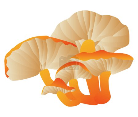 Illustration for Chanterelle mushrooms in grass in flat design. Fungus with orange caps. Vector illustration isolated. - Royalty Free Image