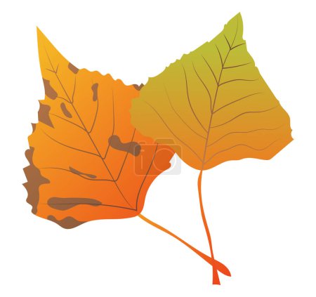 Illustration for Orange poplar leaves with veins in flat design. Autumn decorative foliage. Vector illustration isolated. - Royalty Free Image