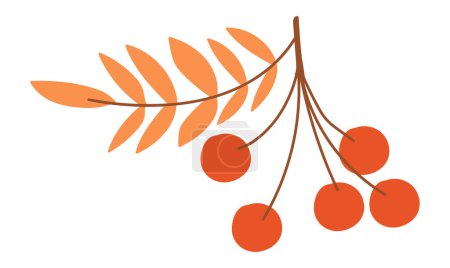 Ilustración de Ramita de bayas Rowan de diseño plano. Rowanberry de otoño con hojas de naranja. Ilustración vectorial aislada. - Imagen libre de derechos