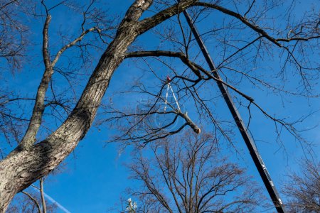 Photo for Silver Spring, Maryland USA A crane lifts a large tree branch that has been cut. - Royalty Free Image