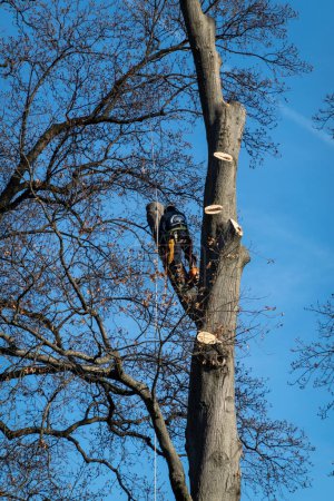 Foto de Silver Spring, Maryland, EE. UU. Un hombre que trabaja en un árbol arrugando ramas. - Imagen libre de derechos