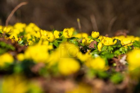 Foto de Copenhagen, Denmark Yellow winter aconite flowers blooming in a park as a symbol of spring. - Imagen libre de derechos
