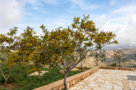 Foto de Monte Nebo, Jordania Un árbol mimosa y una vista sobre la Tierra Santa donde murió Moisés, también conocido como Moses Springs. - Imagen libre de derechos