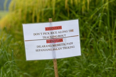 Téléchargez les photos : Jatiluwi, Bali, Indonésie Un panneau dans les terrasses de riz Jatiluwi, un site du patrimoine mondial de l'Unesco, dit de ne pas cueillir le riz. - en image libre de droit