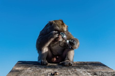 Foto de Bali, Indonesia Un pequeño mono vaga con anteojos robados a un turista. - Imagen libre de derechos