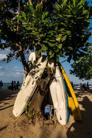 Téléchargez les photos : Sanur, Bali, Indonésie Planches de surf appuyées contre un arbre sur la plage de Sanur. - en image libre de droit