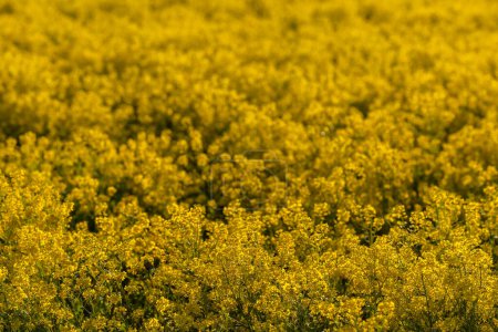 Téléchargez les photos : Skelleftea, Suède Un champ jaune de graines de colza. - en image libre de droit