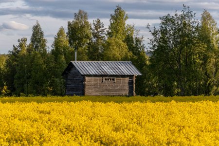 Téléchargez les photos : Skelleftea, Suède Une barre en bois au milieu d'un champ jaune de graines de colza. - en image libre de droit