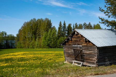 Téléchargez les photos : Skelleftea, Suède Une grange et un champ de jonquilles jaunes. - en image libre de droit