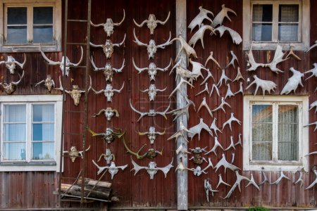 Téléchargez les photos : Nusnas, Suède 13 juillet 2023 Une façade de maison rouge avec des bois d'animaux suspendus. - en image libre de droit