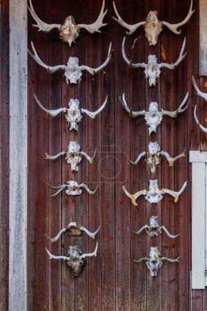 Téléchargez les photos : Nusnas, Suède 13 juillet 2023 Une façade de maison rouge avec des bois d'animaux suspendus. - en image libre de droit