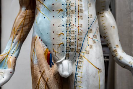 Téléchargez les photos : Odense, Danemark Points d'acupuncture sur un mannequin masculin. - en image libre de droit