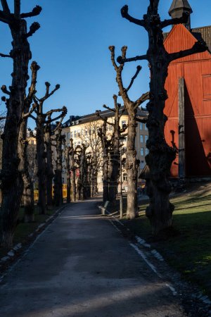 Stockholm, Schweden Pollenbefallene Bäume im Frühling im S: t Johannes kyrkogard oder Friedhof.