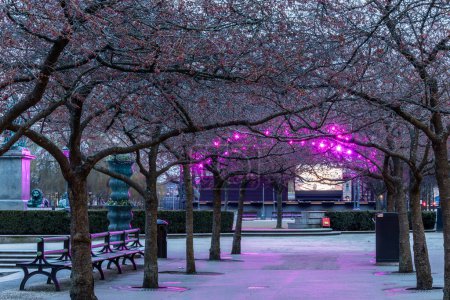Foto de Estocolmo, Suecia Flores de cerezo en el parque Kungstradgarden en la mañana eraly. - Imagen libre de derechos