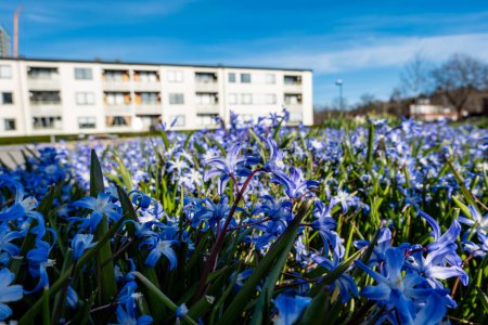 Estocolmo, Suecia Flores de primavera púrpura, Scilla forbesii, creciendo en un parque en el distrito residencial étnico Skarholmen.