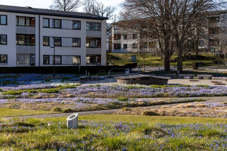 Estocolmo, Suecia Flores de primavera púrpura, Scilla forbesii, creciendo en un parque en el distrito residencial étnico Skarholmen.