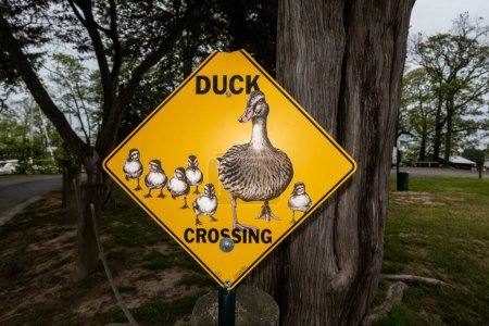 Photo for Solomons, Maryland, USA A sign on a road says Duck Crossing. - Royalty Free Image