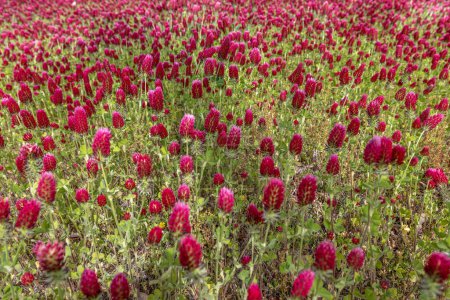 Photo for Prince Frederick, Maryland, USA A field of Crimson Clover flowers blowing in the wind in a field. - Royalty Free Image