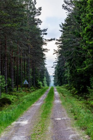 Photo for Vaxjo, Swedewn A dirt road through a forest. - Royalty Free Image