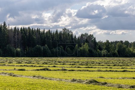 Tartu, Estonie Une culture de blé dans un paysage agricole près de Tartu.