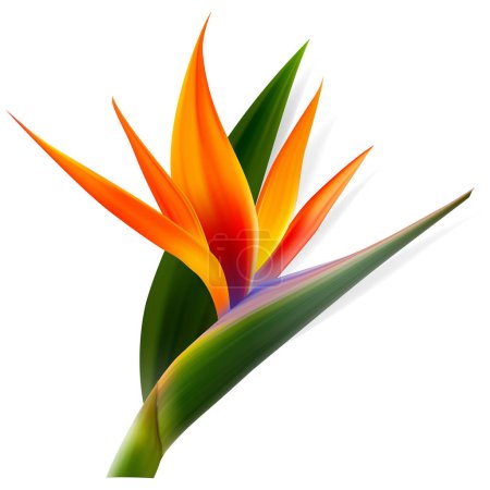 Téléchargez les illustrations : Strelitzia reginae fleur, oiseau de paradis, fleur de grue. Exotiques isolés. Illustration botanique. - en licence libre de droit