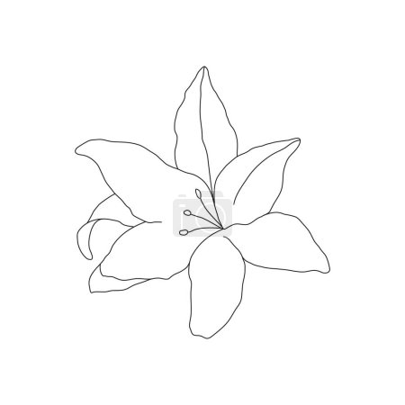 Illustration for Abstract line minimalistic lily flower art. Vector cute linear illustration on white background. - Royalty Free Image