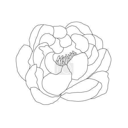 Téléchargez les illustrations : Ligne abstraite art minimaliste des fleurs de pivoine. Illustration linéaire vectorielle mignonne sur fond blanc. - en licence libre de droit