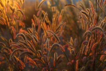 Téléchargez les photos : Champs d'herbe au coucher du soleil - en image libre de droit