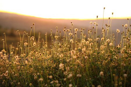 Foto de Flor de hierba con luz nocturna - Imagen libre de derechos