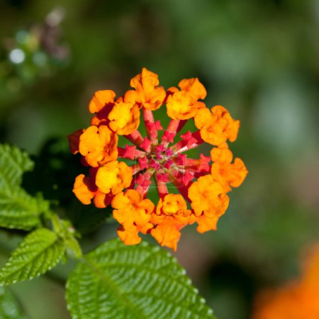 Téléchargez les photos : Fermer lantana camara fleurs - en image libre de droit